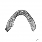 NGA88 SK319 Homo sapiens mandible dentition superior