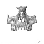 NGA88 SK319 Homo sapiens maxilla anterior