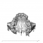 NGA88 SK319 Homo sapiens maxilla inferior