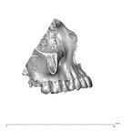 NGA88 SK319 Homo sapiens maxilla lateral left
