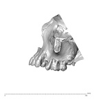 NGA88 SK319 Homo sapiens maxilla lateral right