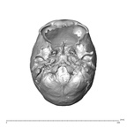 NGA88 SK341 Homo sapiens cranium inferior