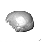 NGA88 SK341 Homo sapiens cranium lateral left