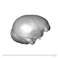 NGA88 SK341 Homo sapiens cranium lateral right