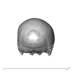 NGA88 SK341 Homo sapiens cranium posterior