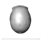 NGA88 SK341 Homo sapiens cranium superior