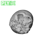 NGA88 SK341 Homo sapiens cranium ply