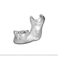 NGA88 SK341 mandible Homo sapiens lateral left