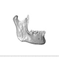 NGA88 SK341 mandible Homo sapiens lateral right