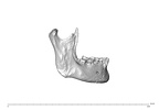 NGA88 SK341 mandible Homo sapiens lateral right