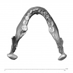 NGA88 SK341 H. sapiens mandible