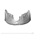 NGA88 SK376 Homo sapiens NGA88 SK376 mandible dentition anterior