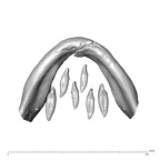 NGA88 SK376 Homo sapiens mandible dentition inferior