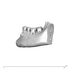 NGA88 SK376 Homo sapiens mandible dentition lateral right