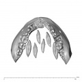 NGA88_SK376_Homo_sapiens_mandible_dentition_superior.jpg