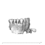 NGA88 SK376 Homo sapiens maxilla dentition view 1