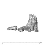 NGA88 SK376 Homo sapiens maxilla dentition view 2