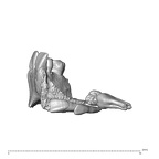 NGA88 SK376 Homo sapiens maxilla dentition view 3