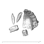NGA88 SK376 Homo sapiens maxilla dentition view 4