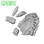 NGA88 SK376 Homo sapiens maxilla dentition ply