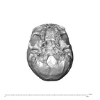 NGA88 SK444 Homo sapiens cranium inferior