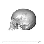 NGA88 SK444 Homo sapiens cranium lateral left