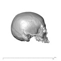 NGA88 SK444 Homo sapiens cranium lateral right