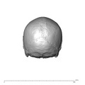 NGA88 SK444 Homo sapiens cranium posterior