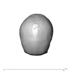 NGA88 SK444 Homo sapiens cranium superior