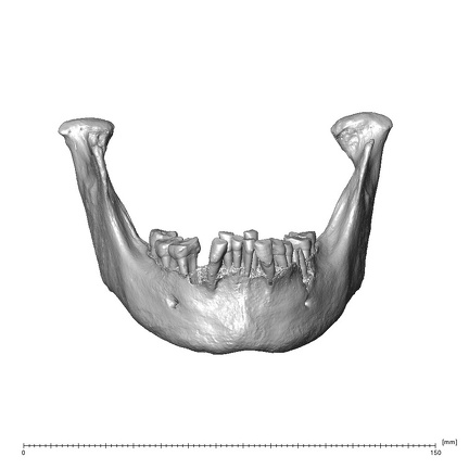 NGA88 SK444 Homo sapiens mandible anterior