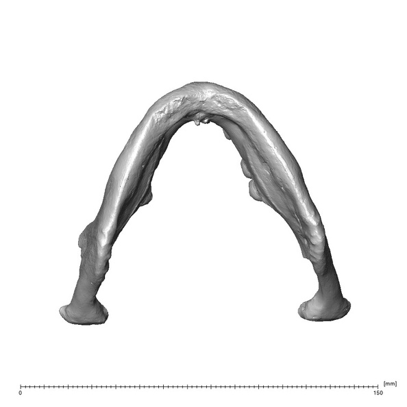 NGA88 SK444 Homo sapiens mandible inferior