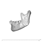 NGA88 SK444 Homo sapiens mandible lateral left