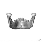 NGA88 SK444 Homo sapiens mandible posterior