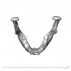 NGA88 SK444 Homo sapiens mandible superior