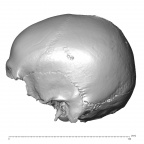 NGA88 SK48 Homo sapiens cranium lateral left