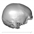 NGA88 SK48 Homo sapiens cranium lateral right