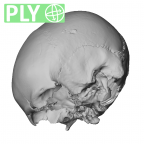 NGA88 SK48 Homo sapiens cranium ply