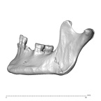 NGA88 SK48 Homo sapiens mandible lateral left