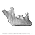 NGA88 SK48 Homo sapiens mandible lateral right