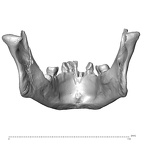 NGA88 SK48 Homo sapiens mandible posterior