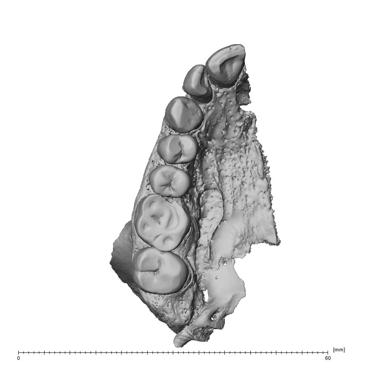 NGA88 SK48 Homo sapiens maxilla inferior