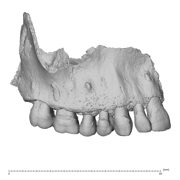 NGA88 SK48 Homo sapiens maxilla lateral right