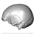 NGA88_SK491_Homo_sapiens_cranium_lateral_left.jpg
