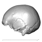 NGA88 SK491 Homo sapiens cranium lateral left
