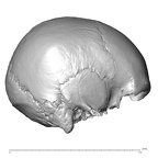 NGA88 SK491 Homo sapiens cranium lateral right