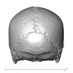 NGA88 SK491 Homo sapiens cranium posterior