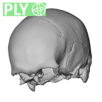 NGA88 SK491 Homo sapiens cranium ply