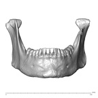 NGA88 SK491 Homo sapiens mandible anterior