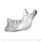 NGA88 SK491 Homo sapiens mandible lateral left