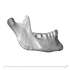 NGA88 SK491 Homo sapiens mandible lateral right